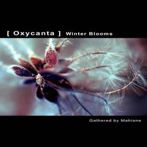 Compilation: [ Oxycanta ] Winter Blooms